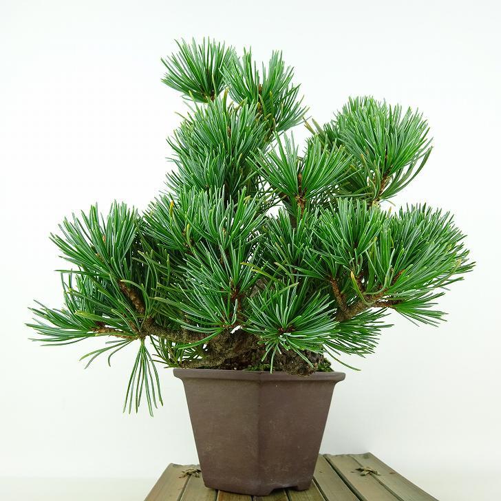 盆栽 松 五葉松 樹高 上下 約19cm ごようまつ Pinus parviflora ゴヨウマツ マツ科 常緑針葉樹 観賞用 小品 n1119422196