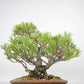 盆栽 松 五葉松 樹高 約19cm ごようまつ Pinus parviflora ゴヨウマツ マツ科 常緑針葉樹 観賞用 小品 j1119432670