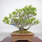 盆栽 松 五葉松 樹高 約19cm ごようまつ Pinus parviflora ゴヨウマツ マツ科 常緑針葉樹 観賞用 小品 j1119432670