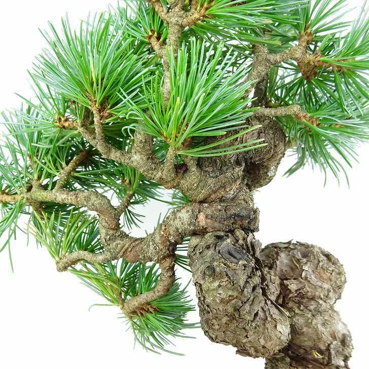 盆栽 松 五葉松 樹高 上下 約19cm ごようまつ Pinus parviflora ゴヨウマツ マツ科 常緑針葉樹 観賞用 小品 n1119422196