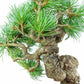 盆栽 松 五葉松 樹高 上下 約19cm ごようまつ Pinus parviflora ゴヨウマツ マツ科 常緑針葉樹 観賞用 小品 n1119422196