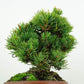 盆栽 松 五葉松 福娘 樹高 約13cm ごようまつ Pinus parviflora ゴヨウマツ マツ科 常緑針葉樹 観賞用 小品 j1119435553