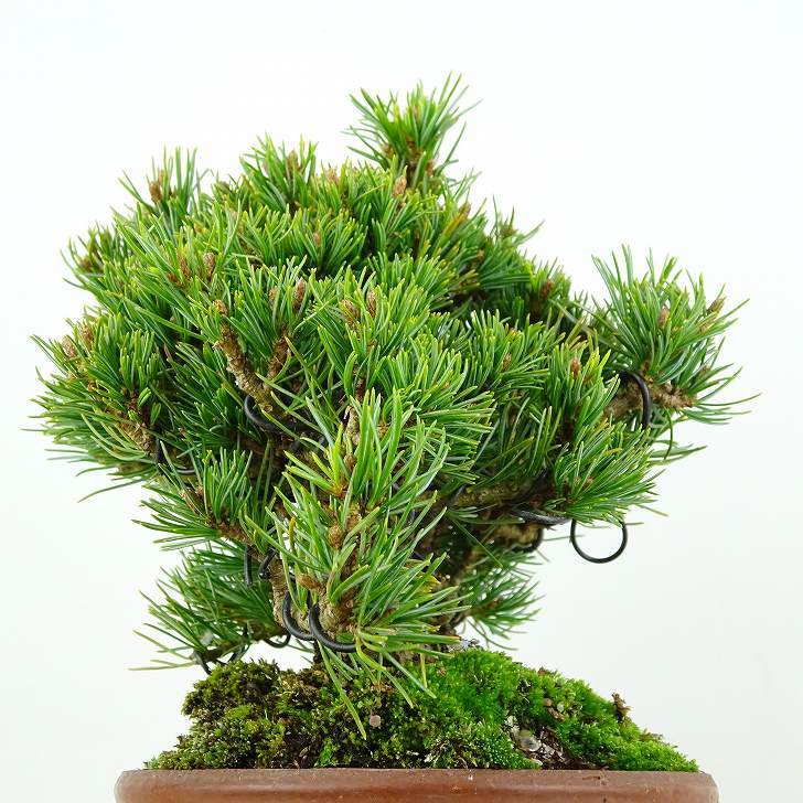 盆栽 松 五葉松 福娘 樹高 約13cm ごようまつ Pinus parviflora ゴヨウマツ マツ科 常緑針葉樹 観賞用 小品 j1119435553