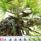 盆栽 松 五葉松 樹高 上下 約15cm ごようまつ Pinus parviflora ゴヨウマツ マツ科 常緑針葉樹 観賞用 小品 f1119425206