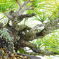 盆栽 松 五葉松 樹高 上下 約15cm ごようまつ Pinus parviflora ゴヨウマツ マツ科 常緑針葉樹 観賞用 小品 f1119425206