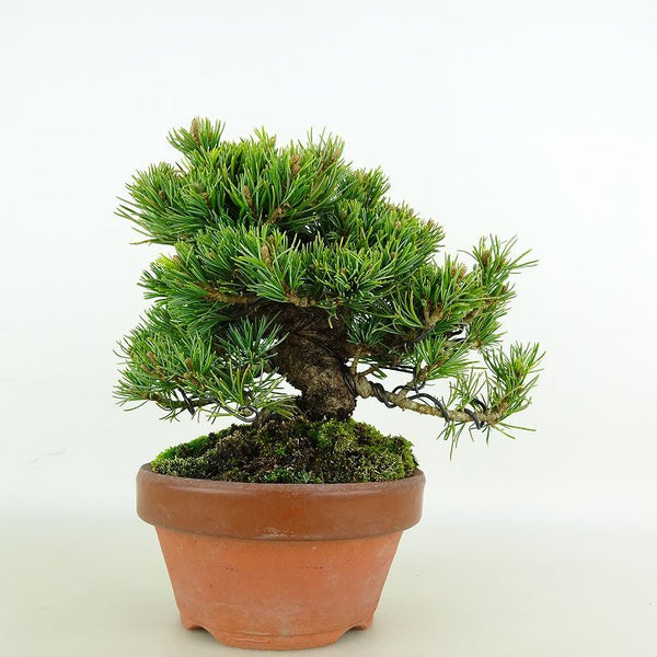 盆栽 松 五葉松 福娘 樹高 約13cm ごようまつ Pinus parviflora ゴヨウマツ マツ科 常緑針葉樹 観賞用 小品 j1119435553