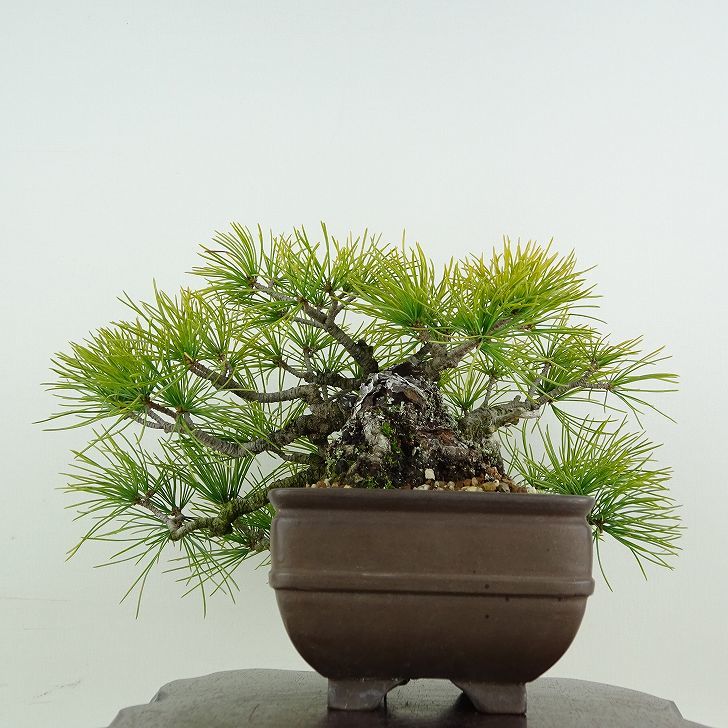 盆栽 松 五葉松 樹高 上下 約15cm ごようまつ Pinus parviflora ゴヨウマツ マツ科 常緑針葉樹 観賞用 小品 f1119425206