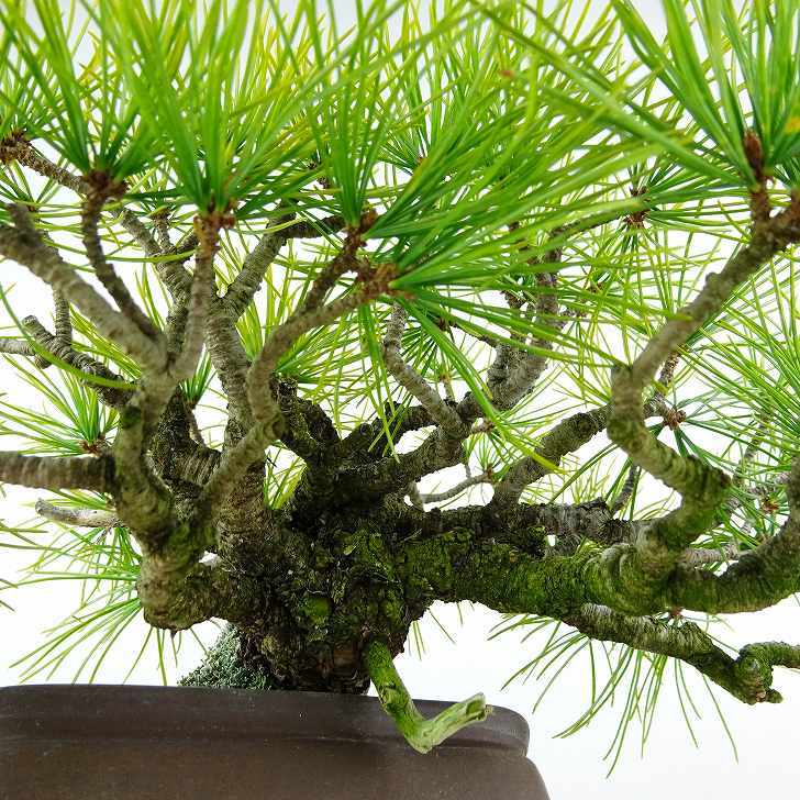 盆栽 松 五葉松 樹高 上下 約15cm ごようまつ Pinus parviflora ゴヨウマツ マツ科 常緑針葉樹 観賞用 小品 f1119425206