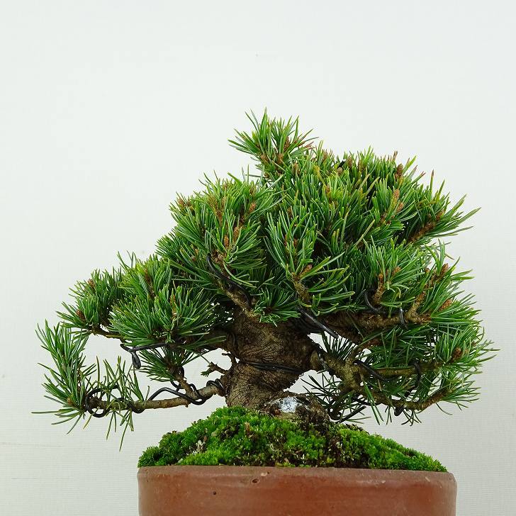 盆栽 松 五葉松 福娘 樹高 約13cm ごようまつ Pinus parviflora ゴヨウマツ マツ科 常緑針葉樹 観賞用 小品 j1119435553