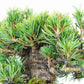 盆栽 松 五葉松 福娘 樹高 約13cm ごようまつ Pinus parviflora ゴヨウマツ マツ科 常緑針葉樹 観賞用 小品 j1119435553