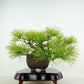 盆栽 松 五葉松 樹高 上下 約15cm ごようまつ Pinus parviflora ゴヨウマツ マツ科 常緑針葉樹 観賞用 小品 f1119425206