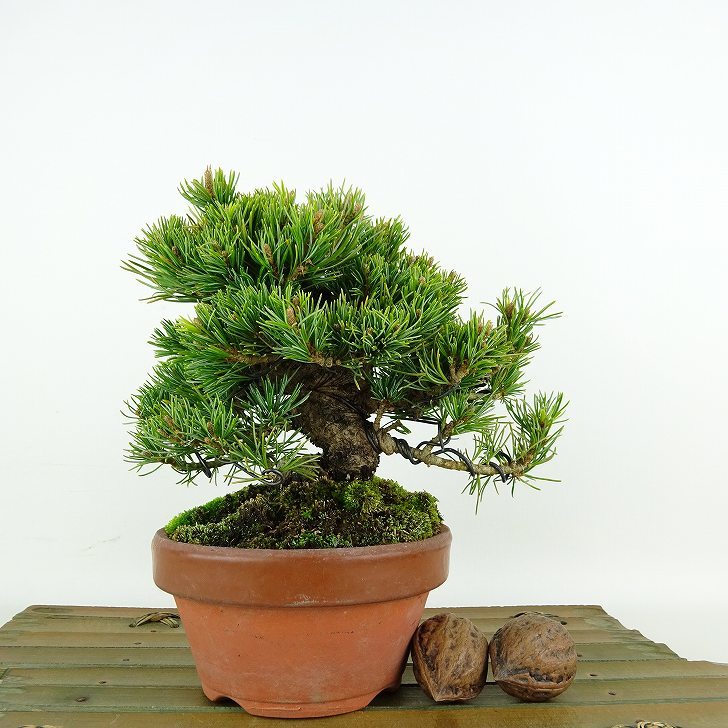 盆栽 松 五葉松 福娘 樹高 約13cm ごようまつ Pinus parviflora ゴヨウマツ マツ科 常緑針葉樹 観賞用 小品 j1119435553