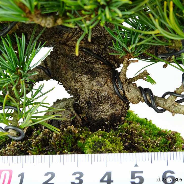 盆栽 松 五葉松 福娘 樹高 約13cm ごようまつ Pinus parviflora ゴヨウマツ マツ科 常緑針葉樹 観賞用 小品 j1119435553