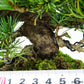 盆栽 松 五葉松 福娘 樹高 約13cm ごようまつ Pinus parviflora ゴヨウマツ マツ科 常緑針葉樹 観賞用 小品 j1119435553