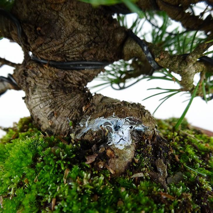 盆栽 松 五葉松 福娘 樹高 約13cm ごようまつ Pinus parviflora ゴヨウマツ マツ科 常緑針葉樹 観賞用 小品 j1119435553