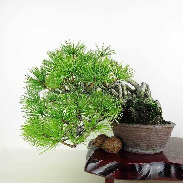 盆栽 松 五葉松 樹高 上下 約18cm ごようまつ Pinus parviflora ゴヨウマツ マツ科 常緑針葉樹 観賞用 小品 w1119437781