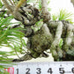 盆栽 松 五葉松 樹高 上下 約18cm ごようまつ Pinus parviflora ゴヨウマツ マツ科 常緑針葉樹 観賞用 小品 w1119437781