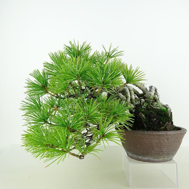 盆栽 松 五葉松 樹高 上下 約18cm ごようまつ Pinus parviflora ゴヨウマツ マツ科 常緑針葉樹 観賞用 小品 w1119437781