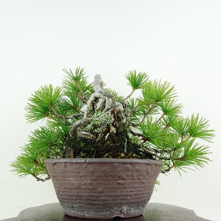 盆栽 松 五葉松 樹高 上下 約18cm ごようまつ Pinus parviflora ゴヨウマツ マツ科 常緑針葉樹 観賞用 小品 w1119437781