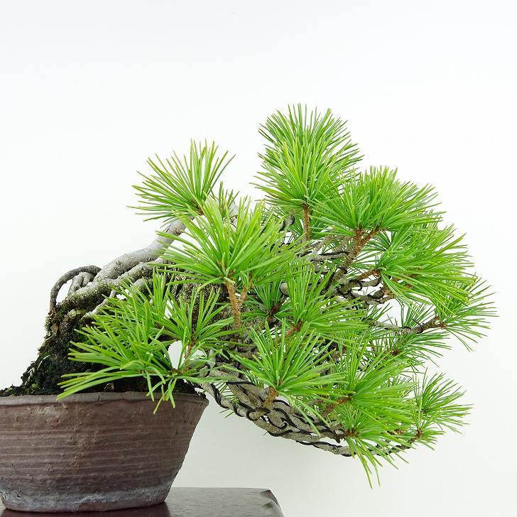 盆栽 松 五葉松 樹高 上下 約18cm ごようまつ Pinus parviflora ゴヨウマツ マツ科 常緑針葉樹 観賞用 小品 w1119437781