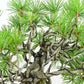 盆栽 松 五葉松 樹高 上下 約18cm ごようまつ Pinus parviflora ゴヨウマツ マツ科 常緑針葉樹 観賞用 小品 w1119437781