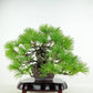 盆栽 松 五葉松 樹高 上下 約18cm ごようまつ Pinus parviflora ゴヨウマツ マツ科 常緑針葉樹 観賞用 小品 w1119437781