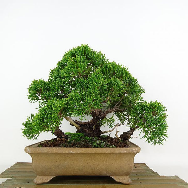 盆栽 真柏 樹高 約18cm しんぱく Juniperus chinensis シンパク ヒノキ科 常緑樹 観賞用 小品 x1119438552