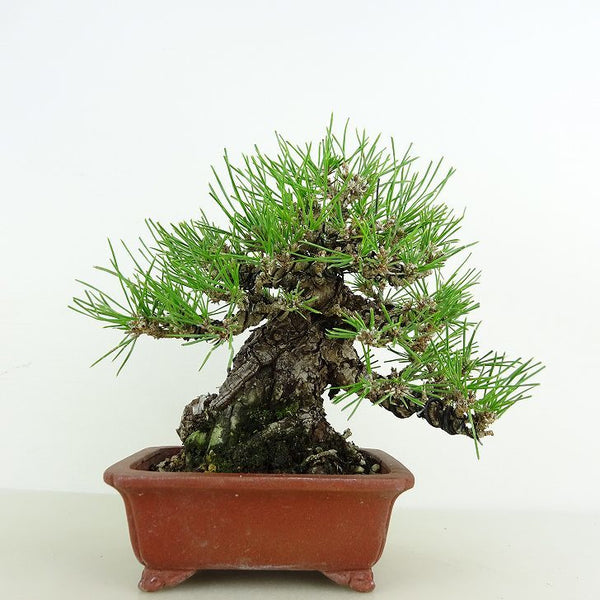 盆栽 松 黒松 樹高 約16cm くろまつ 高級盆栽 Pinus thunbergii クロマツ マツ科 常緑針葉樹 観賞用 小品 1119430237