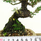 盆栽 杜松 樹高 約17cm としょう Juniperus rigida トショウ “ジン” ヒノキ科 常緑針葉樹 観賞用 小品 g1119440472