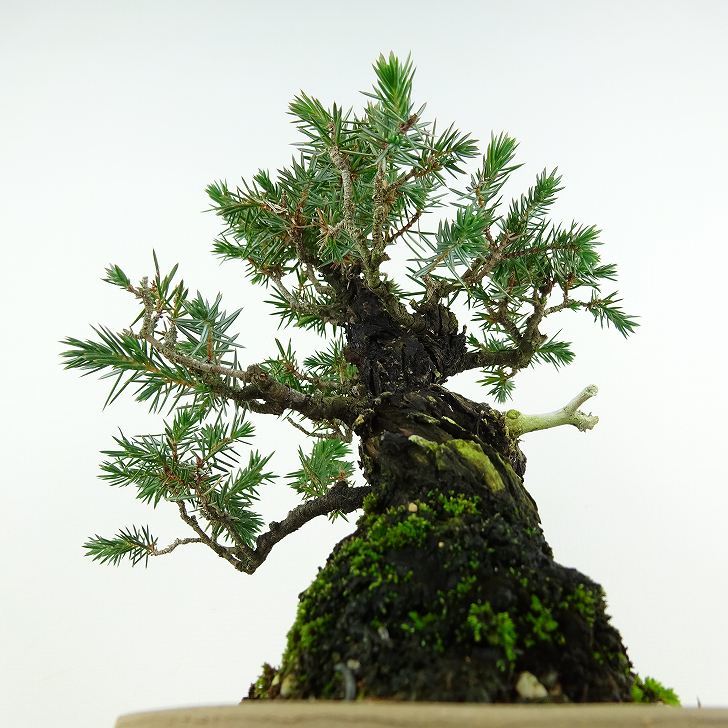 盆栽 杜松 樹高 約17cm としょう Juniperus rigida トショウ “ジン” ヒノキ科 常緑針葉樹 観賞用 小品 g1119440472