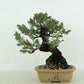 盆栽 杜松 樹高 約17cm としょう Juniperus rigida トショウ “ジン” ヒノキ科 常緑針葉樹 観賞用 小品 g1119440472