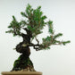 盆栽 杜松 樹高 約17cm としょう Juniperus rigida トショウ “ジン” ヒノキ科 常緑針葉樹 観賞用 小品 g1119440472