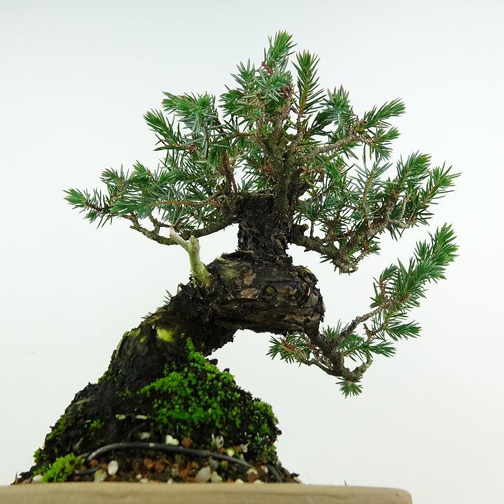 盆栽 杜松 樹高 約17cm としょう Juniperus rigida トショウ “ジン” ヒノキ科 常緑針葉樹 観賞用 小品 g1119440472