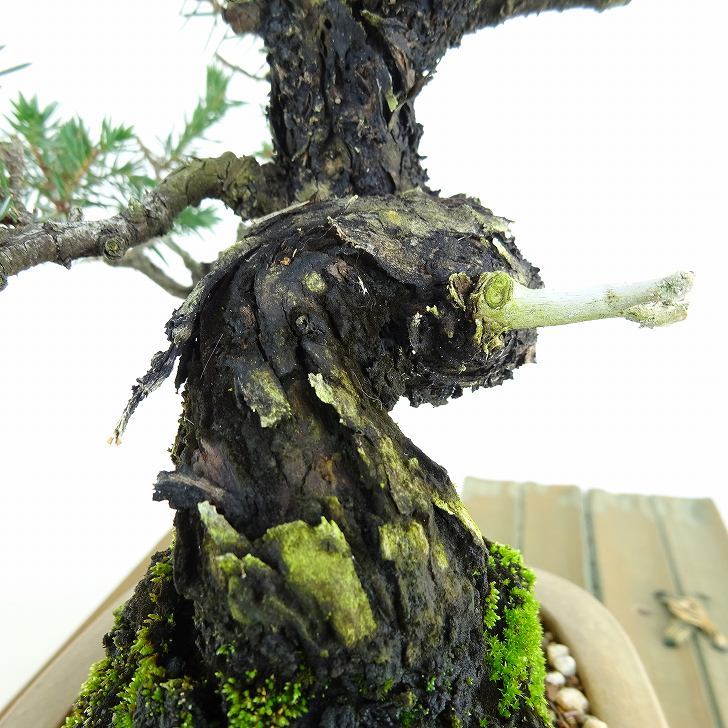 盆栽 杜松 樹高 約17cm としょう Juniperus rigida トショウ “ジン” ヒノキ科 常緑針葉樹 観賞用 小品 g1119440472