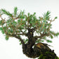 盆栽 杜松 樹高 約17cm としょう Juniperus rigida トショウ “ジン” ヒノキ科 常緑針葉樹 観賞用 小品 g1119440472