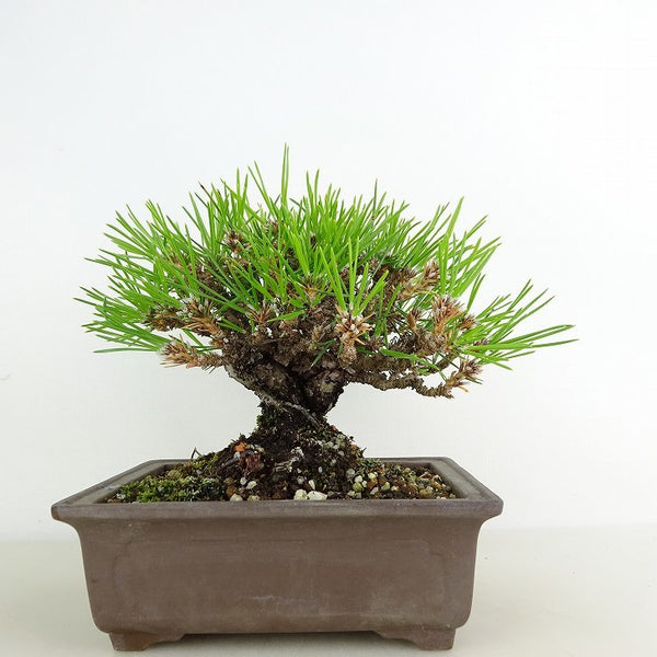 盆栽 松 黒松 樹高 約13cm くろまつ Pinus thunbergii クロマツ マツ科 常緑針葉樹 観賞用 小品 o1119429143