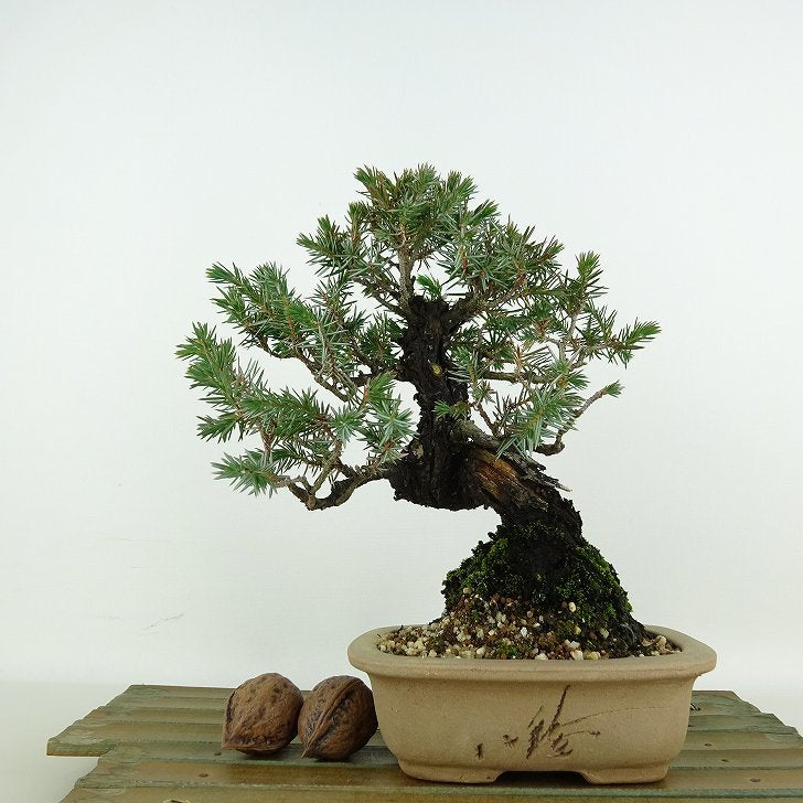 盆栽 杜松 樹高 約17cm としょう Juniperus rigida トショウ “ジン” ヒノキ科 常緑針葉樹 観賞用 小品 g1119440472