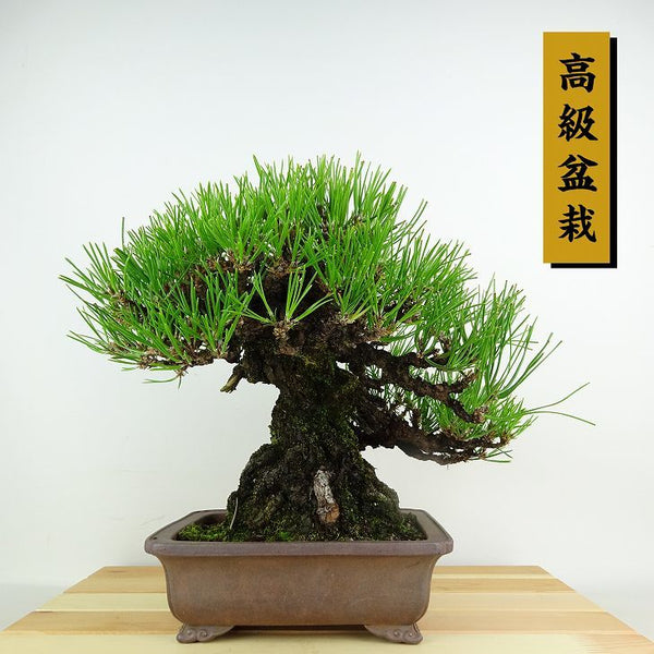 盆栽 松 黒松 樹高 約24cm くろまつ 高級盆栽 Pinus thunbergii クロマツ マツ科 常緑針葉樹 観賞用 u1119441725