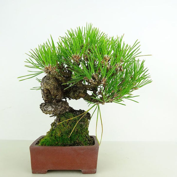 盆栽 松 黒松 樹高 約20cm くろまつ 高級盆栽 Pinus thunbergii クロマツ マツ科 常緑針葉樹 観賞用 小品 o1119458101