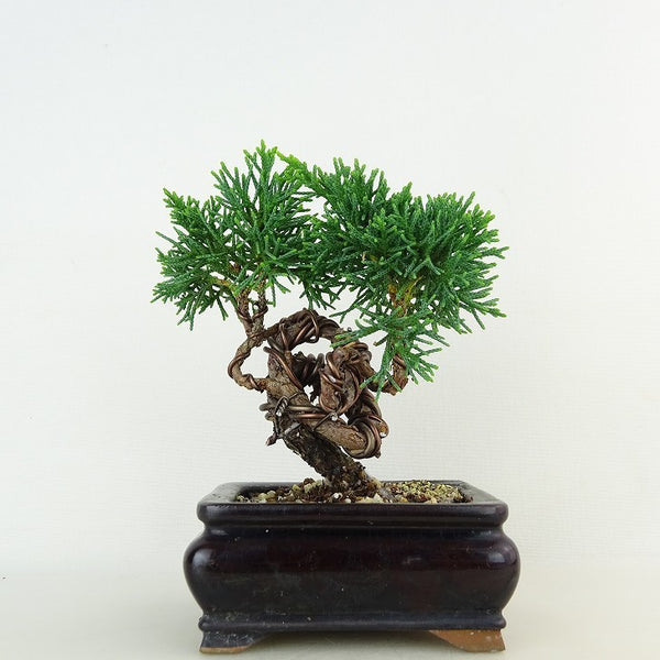 盆栽 真柏 樹高 約10cm しんぱく Juniperus chinensis シンパク ヒノキ科 常緑樹 観賞用 小品 u1119457481