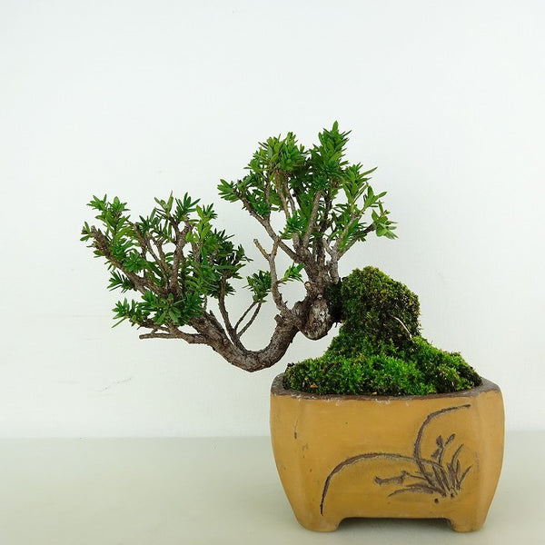 盆栽 一位 樹高 約13cm いちい Taxus cuspidata イチイ イチイ科 常緑針葉樹 観賞用 小品 q1119451923