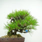 盆栽 松 赤松 樹高 約25cm あかまつ 高級盆栽 Pinus densiflora アカマツ red pine マツ科 常緑樹 観賞用 w1120717510