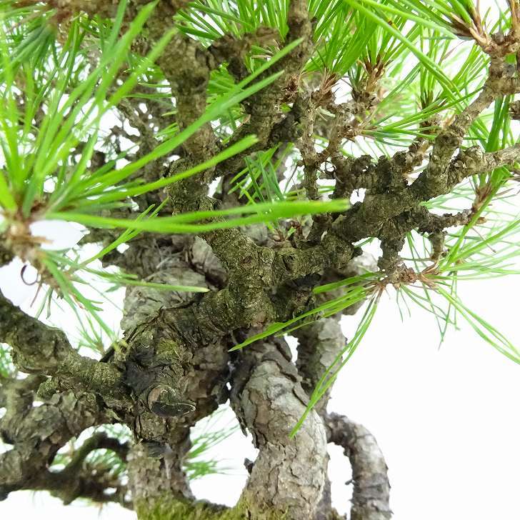 盆栽 松 赤松 樹高 約25cm あかまつ 高級盆栽 Pinus densiflora アカマツ red pine マツ科 常緑樹 観賞用 w1120717510