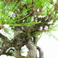 盆栽 松 赤松 樹高 約25cm あかまつ 高級盆栽 Pinus densiflora アカマツ red pine マツ科 常緑樹 観賞用 w1120717510