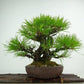 盆栽 松 赤松 樹高 約25cm あかまつ 高級盆栽 Pinus densiflora アカマツ red pine マツ科 常緑樹 観賞用 w1120717510