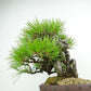 盆栽 松 赤松 樹高 約25cm あかまつ 高級盆栽 Pinus densiflora アカマツ red pine マツ科 常緑樹 観賞用 w1120717510