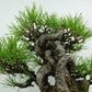 盆栽 松 赤松 樹高 約25cm あかまつ 高級盆栽 Pinus densiflora アカマツ red pine マツ科 常緑樹 観賞用 w1120717510