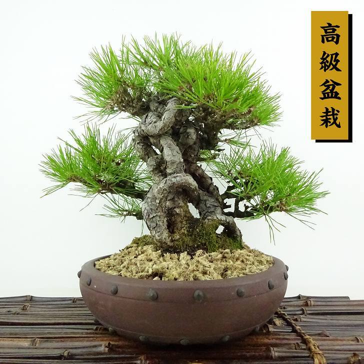 盆栽 松 赤松 樹高 約25cm あかまつ 高級盆栽 Pinus densiflora アカマツ red pine マツ科 常緑樹 観賞用 w1120717510