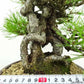 盆栽 松 赤松 樹高 約25cm あかまつ 高級盆栽 Pinus densiflora アカマツ red pine マツ科 常緑樹 観賞用 w1120717510