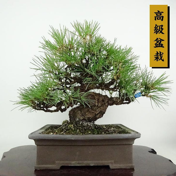 盆栽 松 黒松 樹高 約25cm くろまつ 高級盆栽 Pinus thunbergii クロマツ マツ科 常緑針葉樹 観賞用 g1121554068